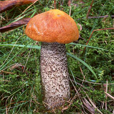 Leccinum versipelle